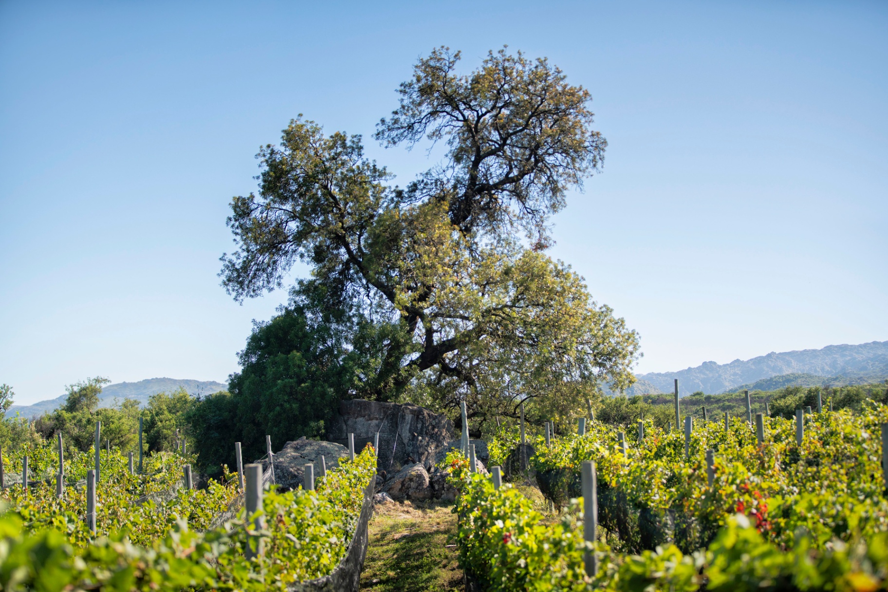 Viñedo de Achala en Traslasierra sobre suelo granítico